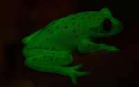 world-s-first-fluorescent-frog-discovered-in-south-america